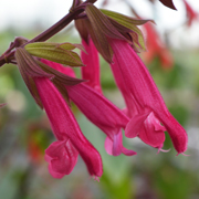 Salvia Love & Wishes